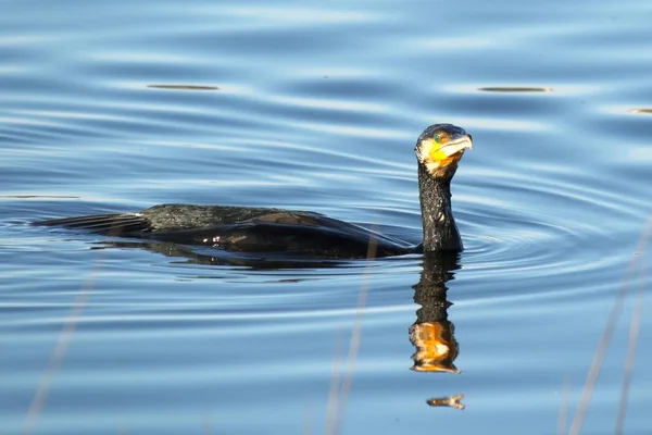 Cerrado tiro de un pájaro nadando en el lago de agua. — Foto de Stock