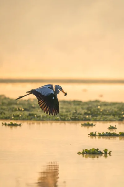 Κάθετη βολή πουλιού που πετά πάνω από το νερό με τροφή στο ράμφος του — Φωτογραφία Αρχείου