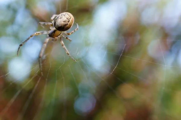 Örümcek yeşil bir arkaplanın arkasında — Stok fotoğraf