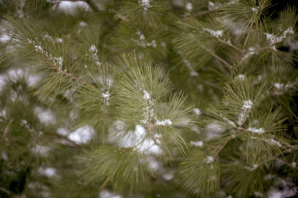Zbliżenie zielonego jodły pokrytego śniegiem — Zdjęcie stockowe