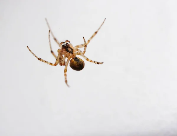 Closeup shot of a spider hanging upside down with white background — Stock Photo, Image