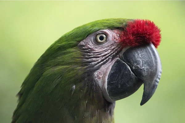 Tiro Close Cabeça Dos Papagaios Verdes Com Penas Vermelhas Brancas — Fotografia de Stock