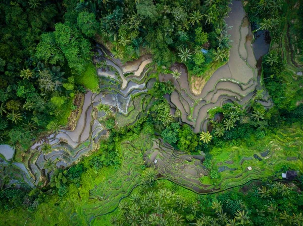 Vuelo aéreo de montaña boscosa con estanques de agua. — Foto de Stock