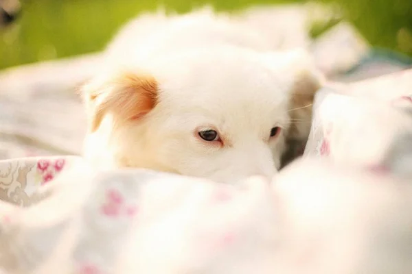 Bulanık Bir Arkaplanda Sevimli Beyaz Bir Köpek Yavrusunun Yakın Plan — Stok fotoğraf