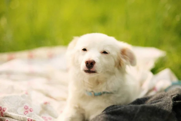 Primo Piano Adorabile Cucciolo Bianco Uno Sfondo Sfocato — Foto Stock
