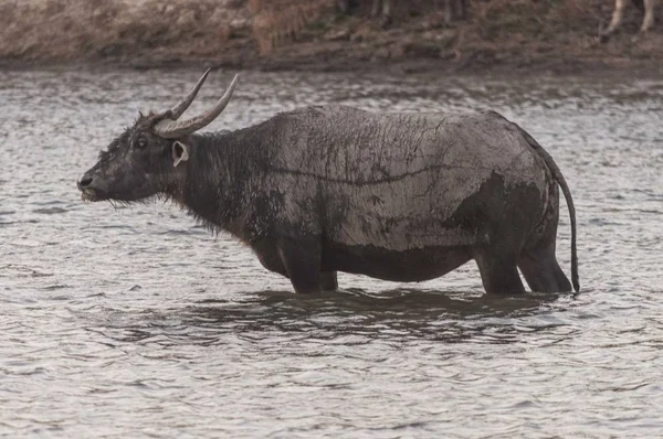 Tiro de búfalo preto coberto de lama no Lago Doi Tao, Tailândia, Ásia — Fotografia de Stock