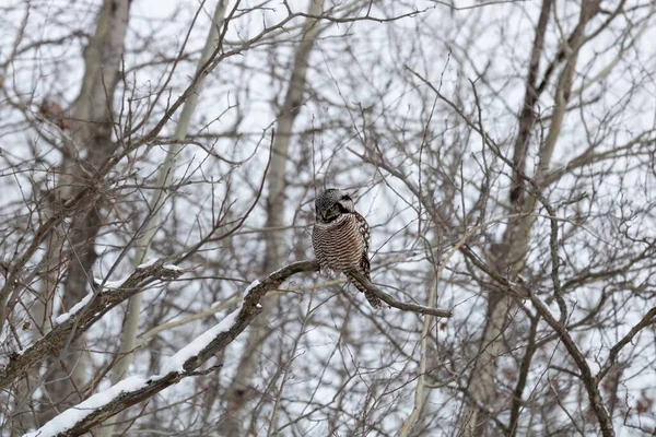 Karla Kaplı Bir Ağacın Dalında Oturan Bir Baykuş — Stok fotoğraf