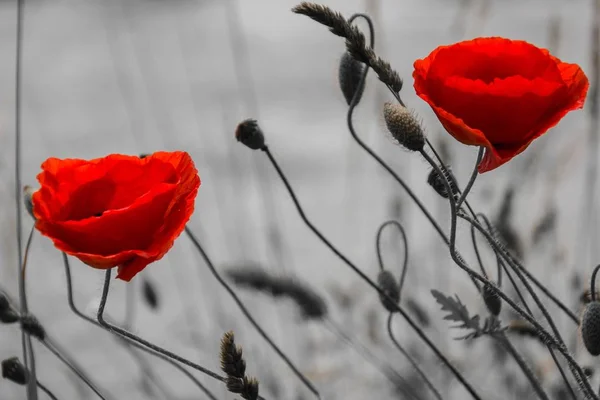 Closeup tiro de flores vermelhas com um fundo em escala de cinza — Fotografia de Stock