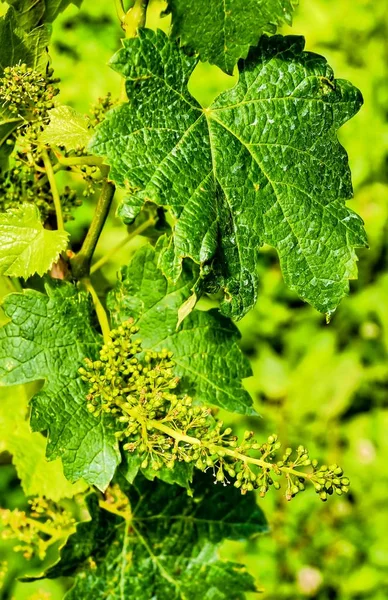 Gros plan vertical de vignes vertes dans les îles Canaries espagne sur un fond flou — Photo