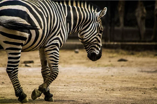 Ein Foto Des Zebras Das Tagsüber Zoo Herumläuft — Stockfoto