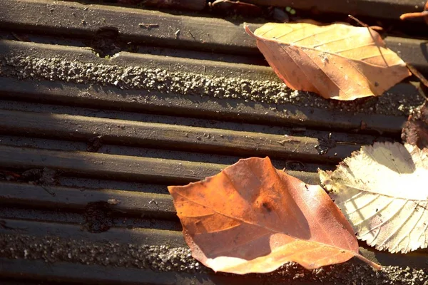 Close-up opname van droge herfstbladeren op een houten ondergrond — Stockfoto