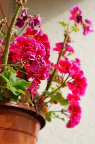 Hermosas flores al estilo rosa en un recipiente como decoración casera. — Foto de Stock