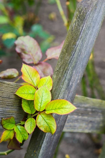 Pionowe zbliżenie liści na drewnianych ogrodzeniach pod światłami z rozmytym tłem — Zdjęcie stockowe