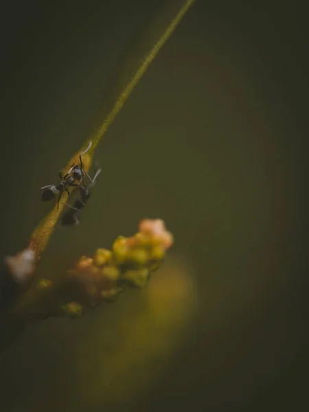 背景模糊的绿色植物上两只蚂蚁的宏观摄影 — 图库照片