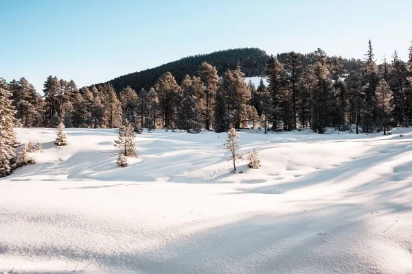 Forêt d'épinettes en hiver recouverte de neige — Photo