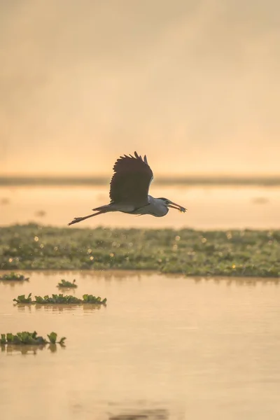 Pionowe ujęcie ptaka lecącego nad wodą z jedzeniem na dziobie — Zdjęcie stockowe