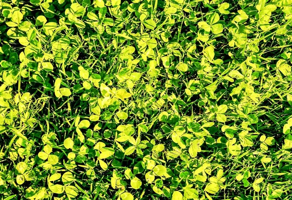 Nahaufnahme von grünem Gras auf den Kanarischen Inseln, Spanien - ideal für eine kühle Naturtapete — Stockfoto