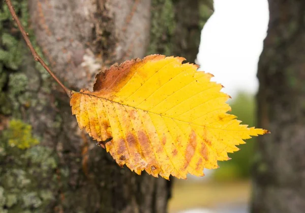 Крупним планом знімок жовтого осіннього листа на стовбур розмитого дерева — стокове фото