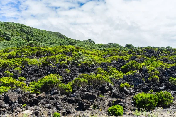 ポルトガルのアゾレス諸島テレイラにある植物と火山石の息子 — ストック写真