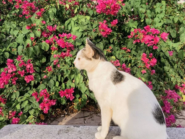 Close-up shot van een schattige kat zit op de grond met bougainvillea bloemen op de achtergrond — Stockfoto