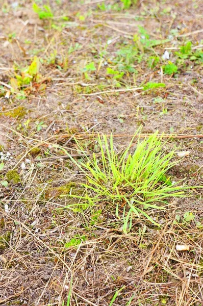 Vertikal skott av marken med grönt och torkat gräs på en solig dag — Stockfoto