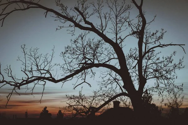 Silhouet van de takken van een kale boom in het veld bij zonsondergang — Stockfoto