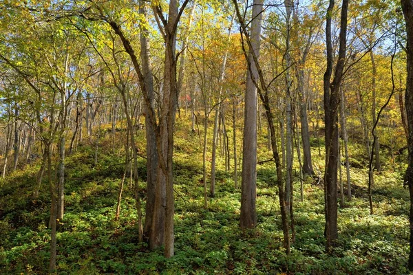 Trees in autumn colors in the Missouri Ozarks during the daytime — Stock Photo, Image