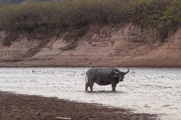 Disparo del búfalo en las aguas del Lago Doi Tao, Tailandia, Asia. — Foto de Stock