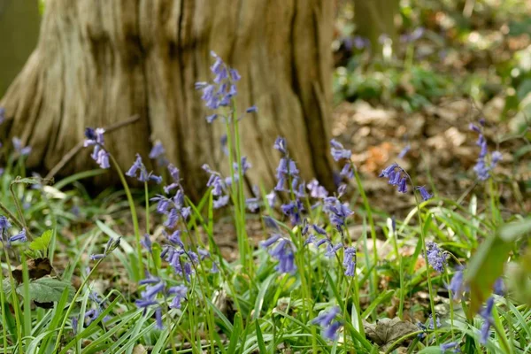Waldboden im Frühling mit Blauglockenblumen bedeckt — Stockfoto