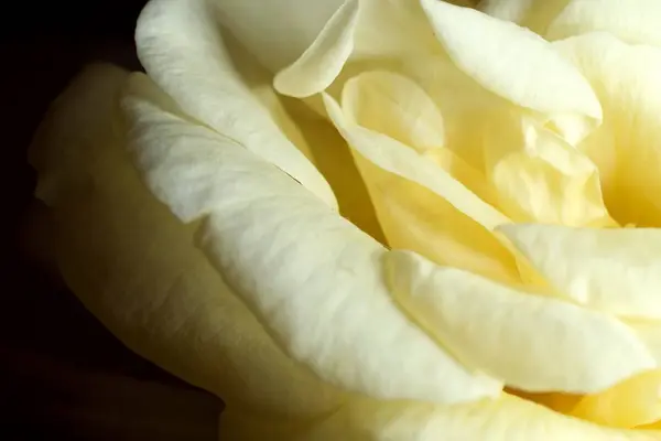 Closeup Shot Beautiful Yellow Rose — Stock Photo, Image