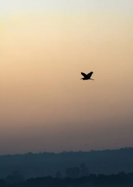 A low angle shot of a silhouette bird flying in the sky with a scenery of sunset