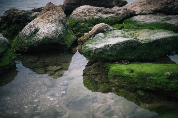 Hochwinkelaufnahme von Steinen, die von grünem Moos im Wasser bedeckt sind — Stockfoto