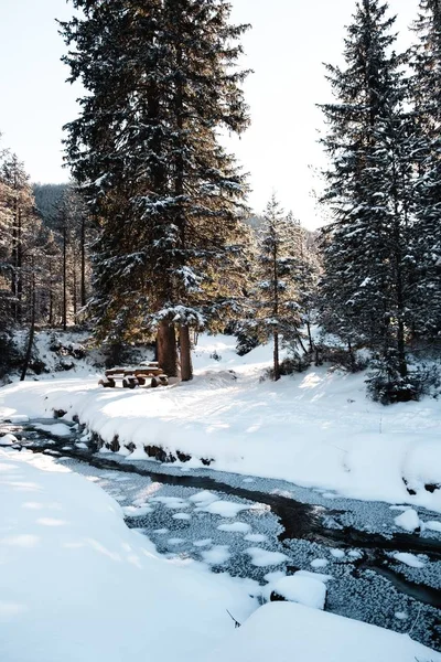 Foto vertical de un bosque con árboles altos en invierno. —  Fotos de Stock