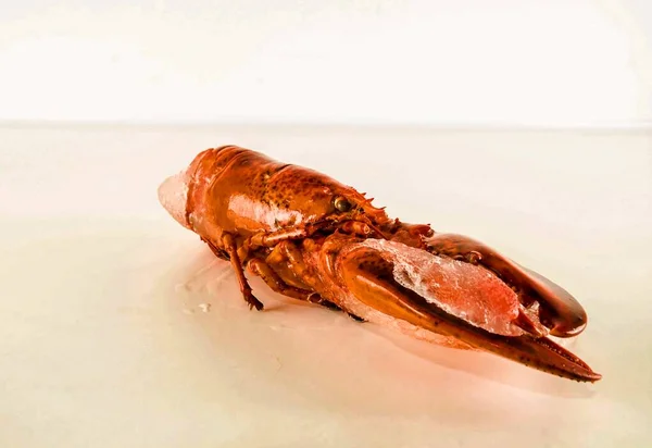 Closeup shot de uma deliciosa lagosta recém-cozida no vapor — Fotografia de Stock