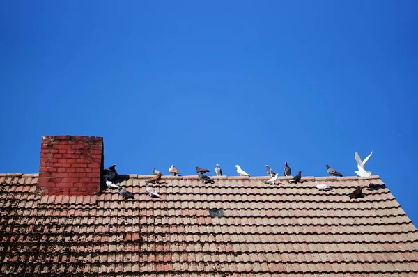 Старая крыша с голубями на ней под солнечным светом и голубым небом днем — стоковое фото