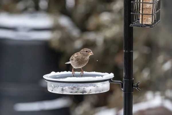 Pequeno pássaro bonito sentado no alimentador e comendo no inverno — Fotografia de Stock