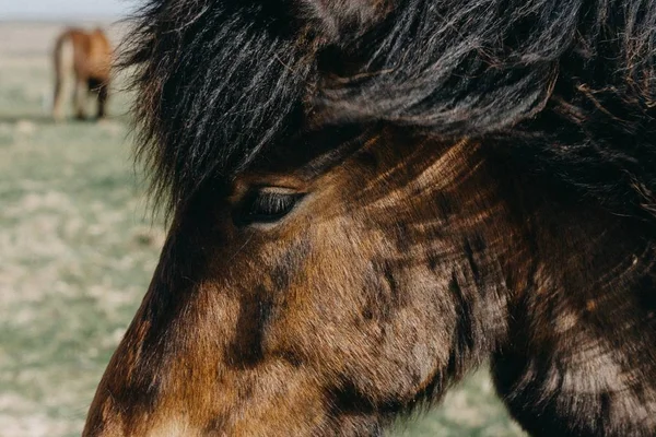 背景がぼやけている茶色の馬の頭のクローズアップショット — ストック写真