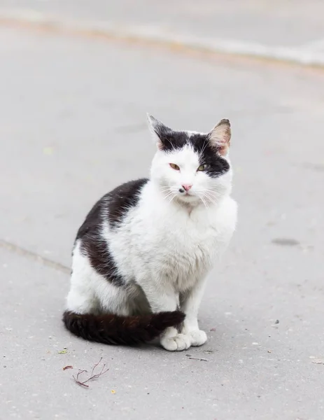 Sokakta oturan siyah beyaz bir kedinin dikey çekimi. — Stok fotoğraf