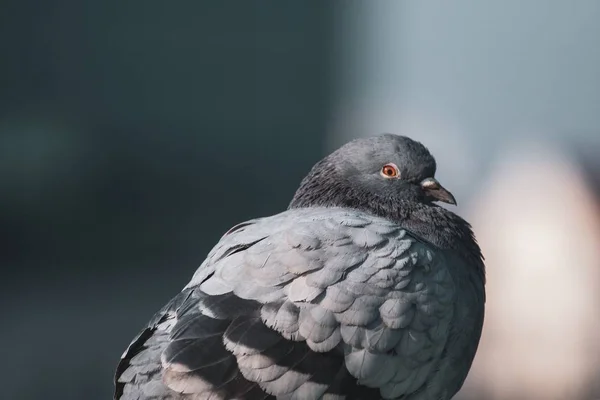 一只条纹鸽子坐在背景模糊的表面上的特写镜头 — 图库照片