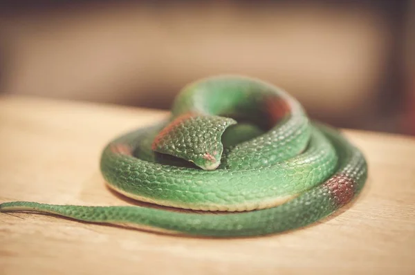 Nahaufnahme Soft-Fokus-Aufnahme einer aufgerollten grünen Gummispielzeugschlange auf einem Holztisch — Stockfoto