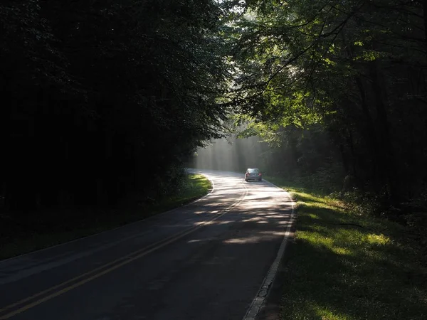 나무들로 둘러싸인 도로를 달리는 자동차 — 스톡 사진