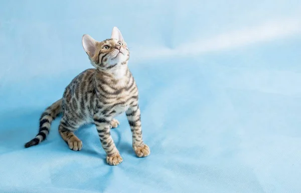 Studio Shot Cute Bengal Kitten Looking Blue Background — Stockfoto