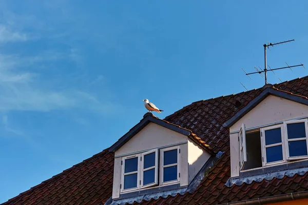 デンマークのボルンホルム島Nexoにある家の屋根の上に座っているカモメ — ストック写真
