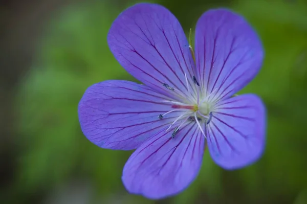 Zbliżenie Ujęcie Purpurowego Kwiatu Zamazanym Tłem — Zdjęcie stockowe