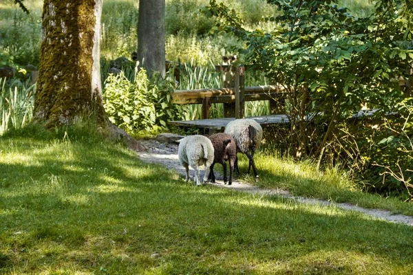 Vista de las ovejas caminando por un sendero cerca del molino de agua de Slusegaard, en la isla de Bornholm, Dinamarca. —  Fotos de Stock