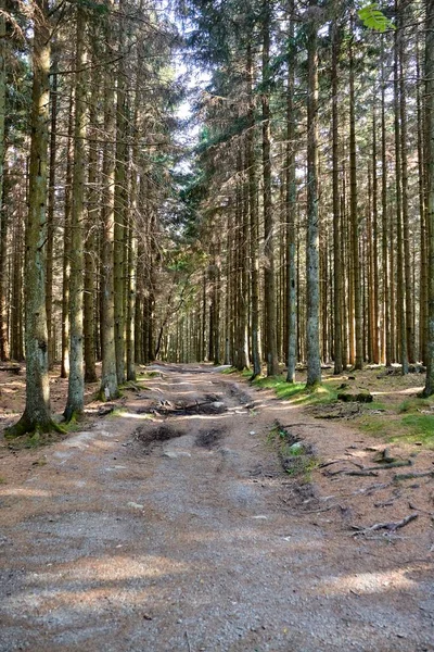 Gravel road through the Almidingen forest, Bornholm Island, Dánia — Stock Fotó