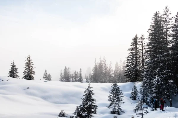 雪に覆われた冬の間のスプルースの森 — ストック写真