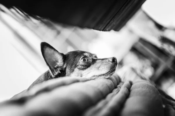 Сірий знімок милого собаки, що лежить на дивані — стокове фото