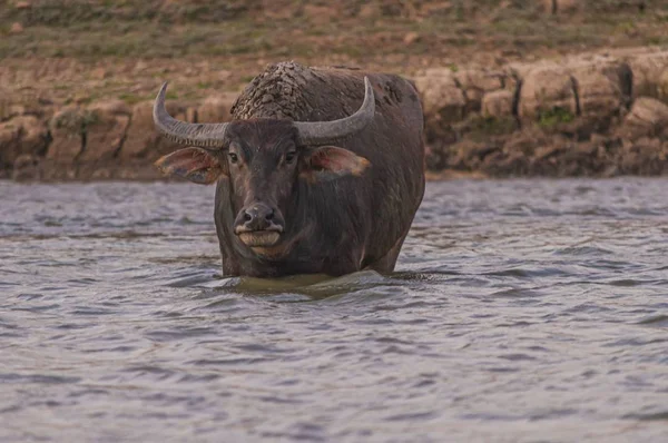 Tiro do búfalo olhando para a câmera em Doi Tao Lake, Tailândia — Fotografia de Stock