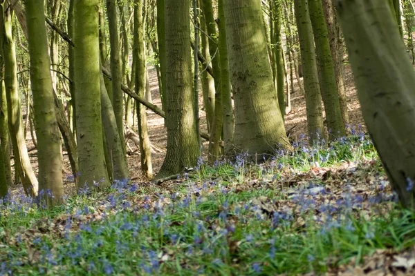 Wald im Frühling mit Blauglockenblumen bedeckt — Stockfoto